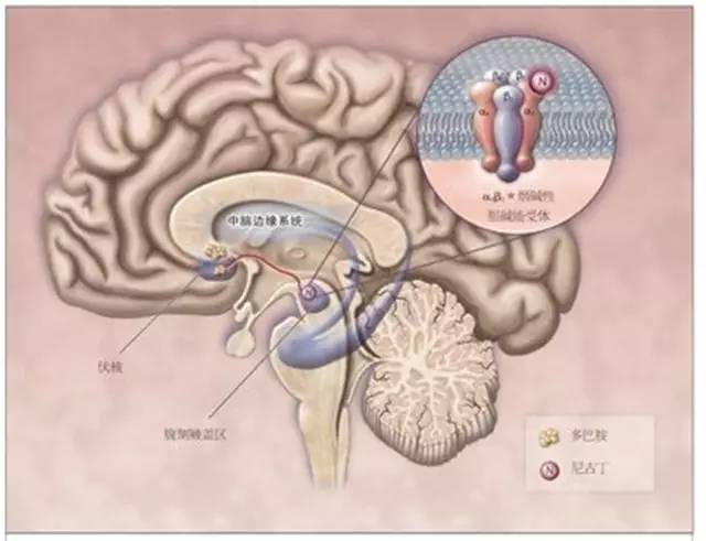 Wissenschaftler bleichen den Ruf von Nikotin wieder auf, und Nikotin ist nicht der Hauptschuldige der Tabaksucht!