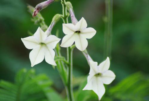 Wissenschaftler glauben, dass Tabakpeptid die zukünftige Lösung für Superbakterien sein könnte