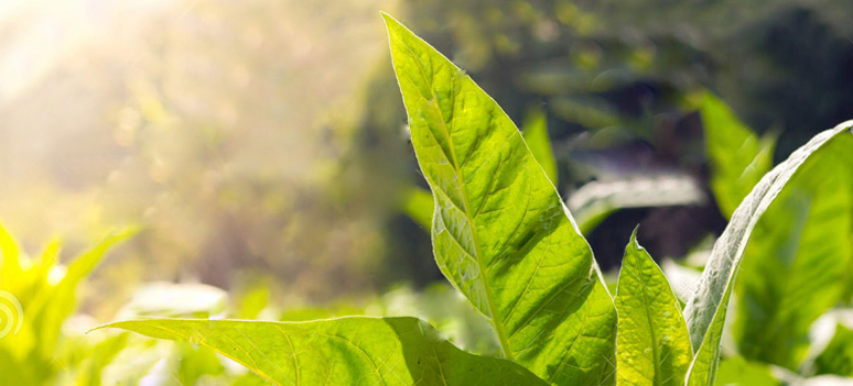 Was ist Nikotinsalz?