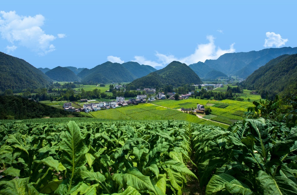 Nikotin professioneller Hersteller