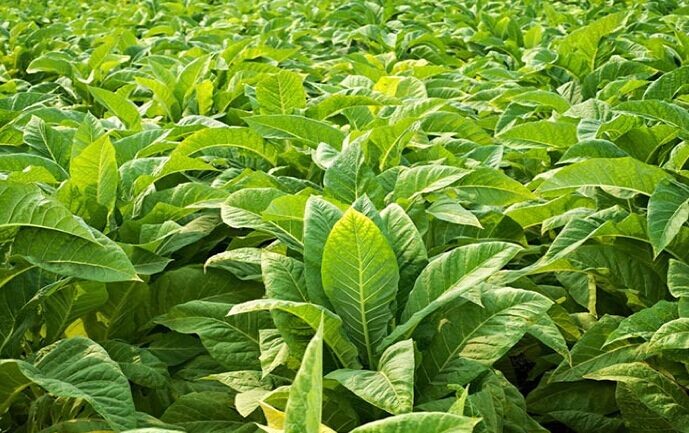 Ist Nikotin schädlich für den Körper? Die Antwort kann Sie überraschen.